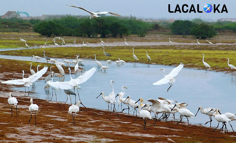Tour du lịch Nam Định 1 ngày Vườn Quốc gia Xuân Thủy