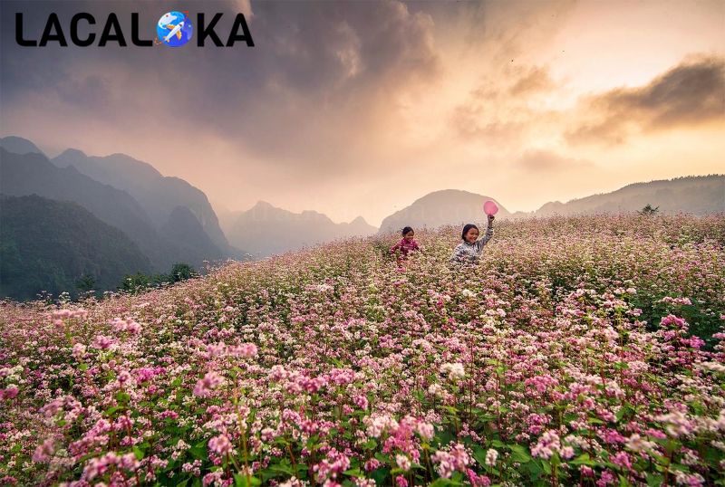 Vườn hoa tam giác mạch tại ga cáp treo Fansipan