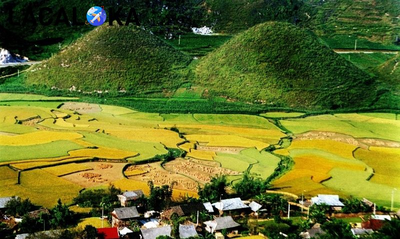 Vẻ đẹp vàng ươm của núi đôi Quản Bạ trong mùa lúa chín