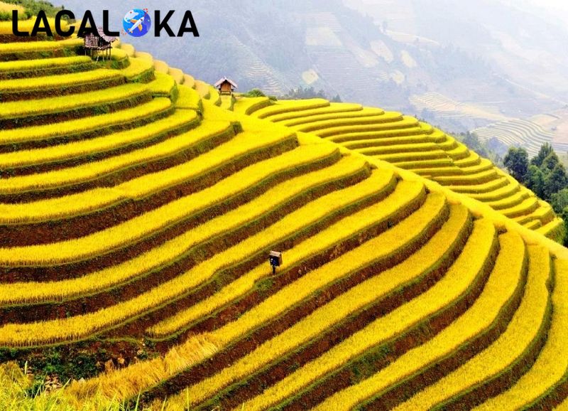 Vẻ đẹp ruộng bậc thang Hoàng Su Phì vào mùa lúa chín