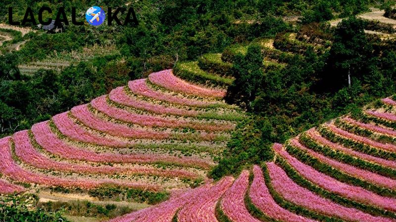 Hoa tam giác mạch có màu sắc thay đổi từng giai đoạn
