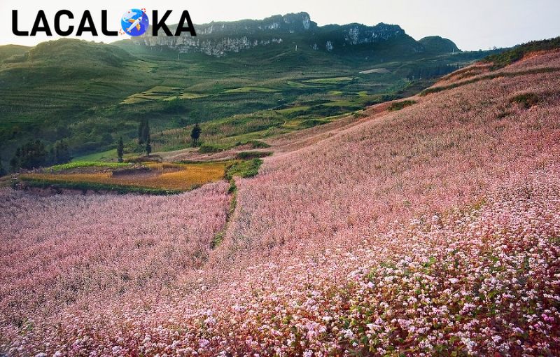 Cánh đồng hoa tam giác mạch tại Thạch Sơn Thần