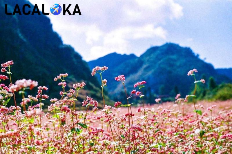 Hoa tam giác mạch nở rộ dưới chân đèo Mã Pí Lèng