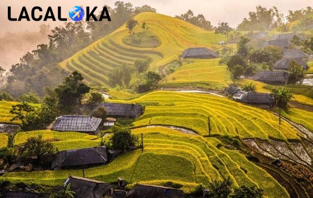 Mùa lúa chín ở Hoàng Su Phì từ lâu đã nổi tiếng tại Hà Giang