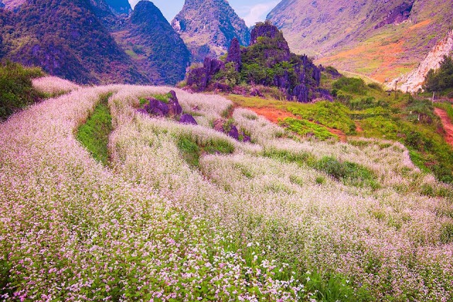 Mùa hoa tam giác mạch ở Hà Giang 